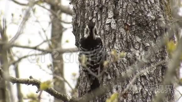 白背啄木鸟在森林树上吃昆虫视频