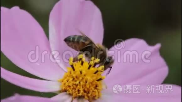 宇宙之花上的蜜蜂视频