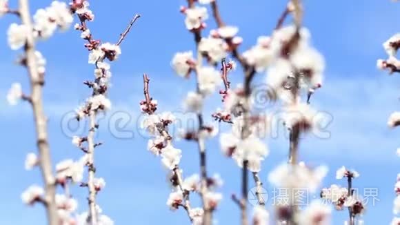 开花树和蜜蜂采蜜视频