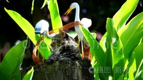 缅因州的猫在树桩上玩耍视频