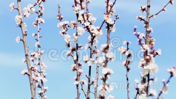 开花树和蜜蜂采蜜视频