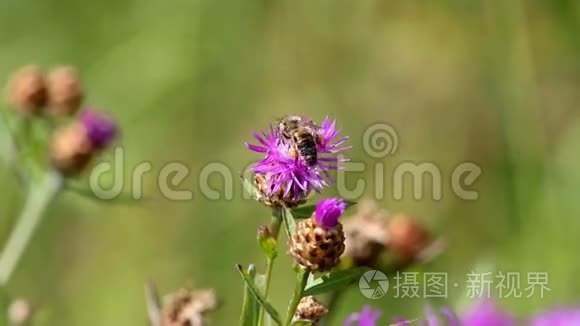 一只蜜蜂在草地上采花蜜视频