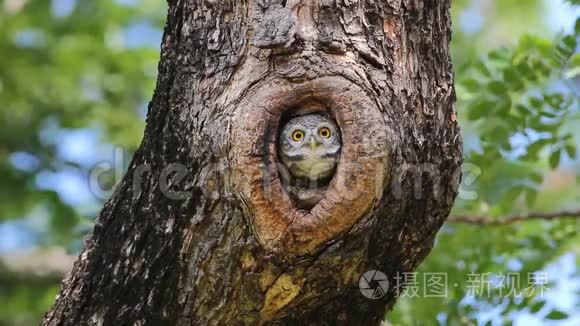 在树洞中发现的猫鼬巢视频