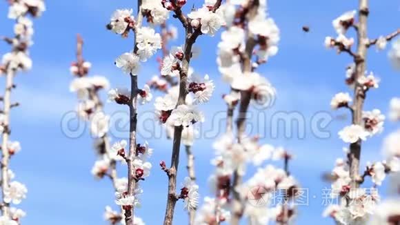 开花树和蜜蜂采蜜视频