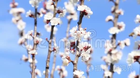 开花树和蜜蜂采蜜视频