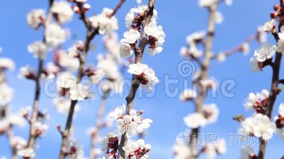 开花树和蜜蜂采蜜视频