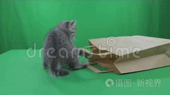 美丽的小猫苏格兰折叠纸袋绿色屏幕。