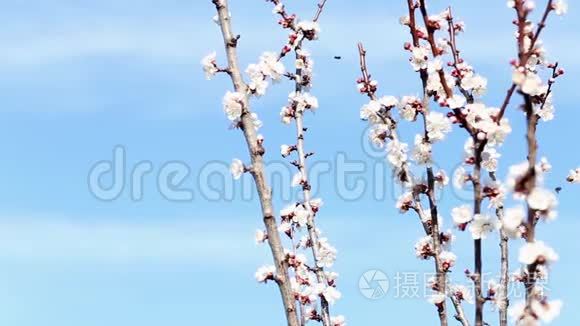 开花树和蜜蜂采蜜视频