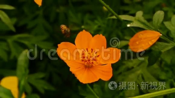 飞蜂花蜜宇宙花全高清视频