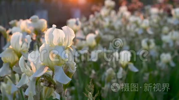 美丽的花园在阳光下的花坛里开花。