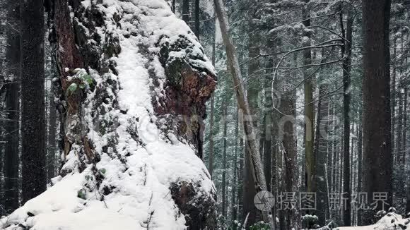 冬林中白雪覆盖的老树视频