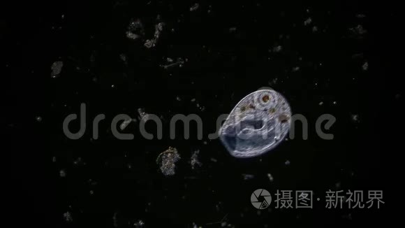 显微镜下池塘水中的微生物