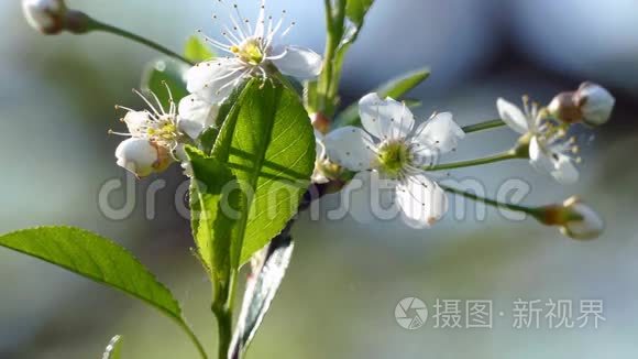 春天花园里的白色樱花视频