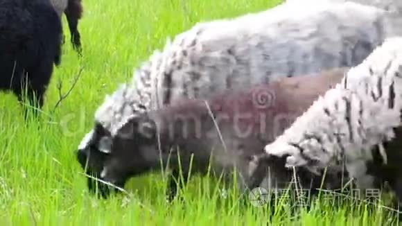 绵羊在草地上放牧视频
