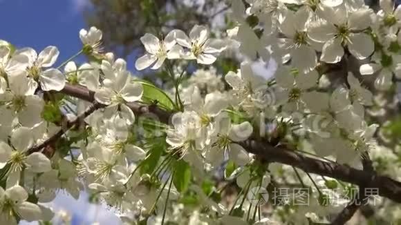 春天开花樱花树与白花的运动视频