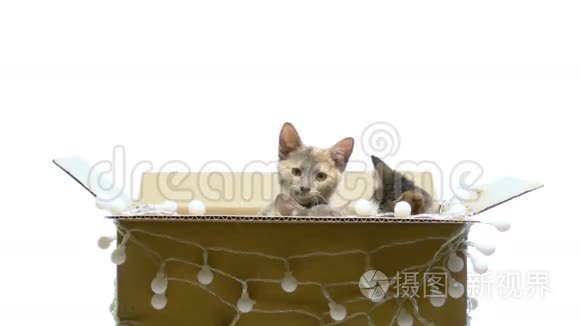 几只小猫在盒子里玩视频