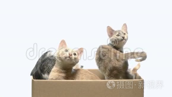 几只小猫在盒子里玩视频