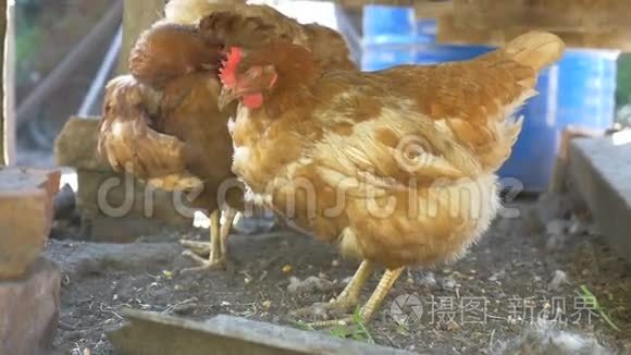 农场红发鸟鸡在院子里的宠物慢动作视频