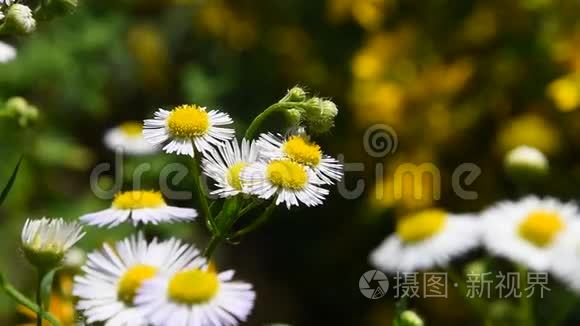 绿风中的野草地洋甘菊视频