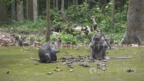 吃螃蟹的猕猴，马卡猴，也被称为长尾猕猴，桑格猴森林巴厘岛