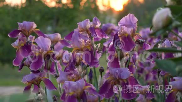 美丽的花园在阳光下的花坛里开花。