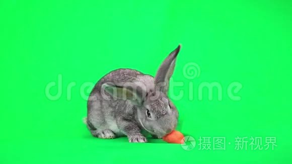 一只灰兔视频