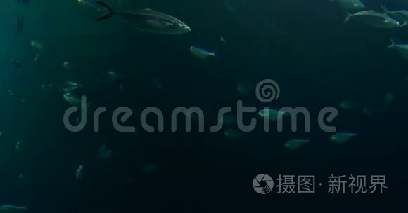 大型水族馆中的深海鱼