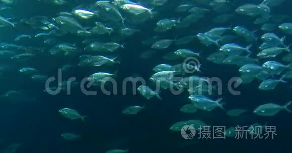 大型水族馆中的深海鱼