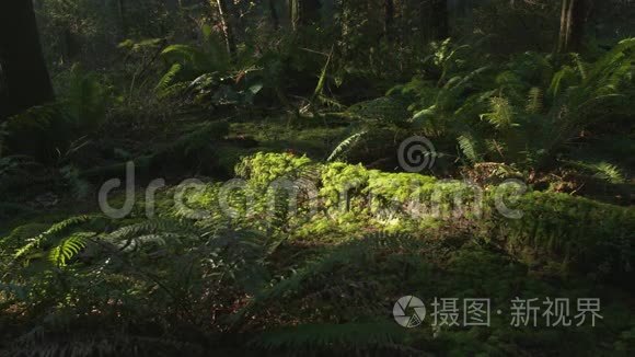 太平洋西北森林地板娃娃射击视频