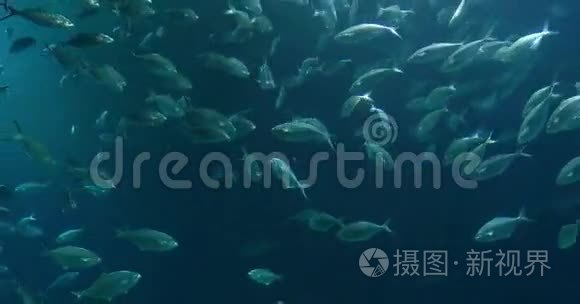 大型水族馆中的深海鱼视频