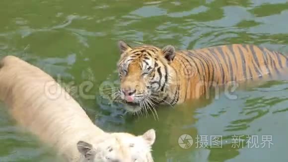 孟加拉虎在池塘里游泳