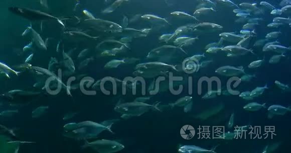 大型水族馆中的深海鱼视频