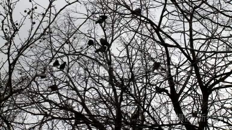 树上乌鸦的剪影视频