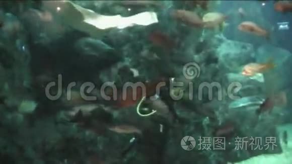 海洋馆饲养鱼类的潜水员视频