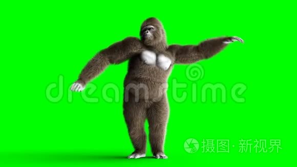 有趣的棕色大猩猩跳舞。 超级逼真的皮毛和头发。 绿屏4K动画..