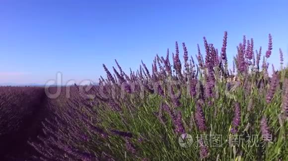 法国南部的飞行员视频