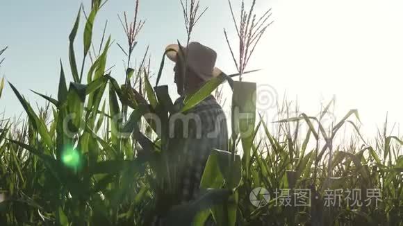 商人用平板电脑检查玉米芯。 一位在田间工作的农民农艺师，检查成熟玉米芯。 这就是