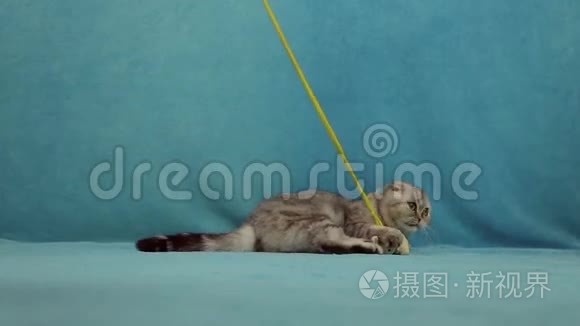 有趣的猫在玩小玩具兔子