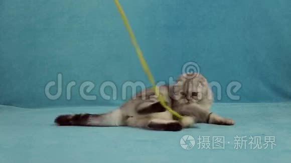 有趣的猫在玩小玩具兔子