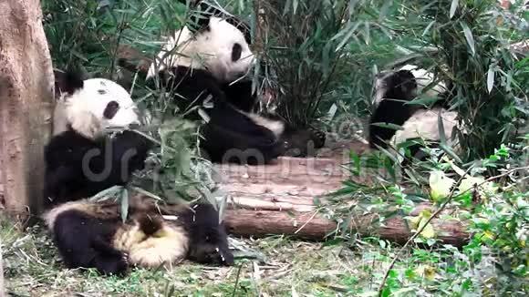 大熊猫保姆视频