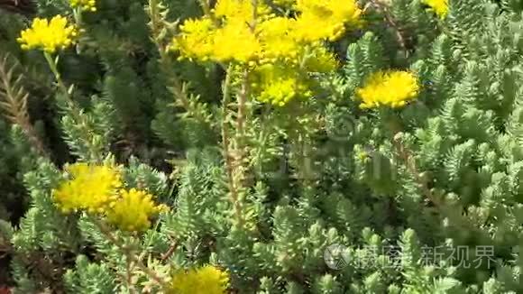 黄花多汁植物花卉在园林中生长视频