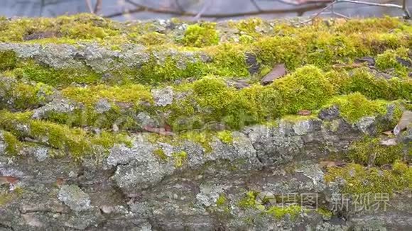 树干上的绿色苔藓生长视频