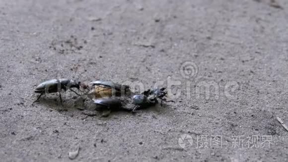 石甲虫鹿沿着地面猛击一只破碎的死甲虫
