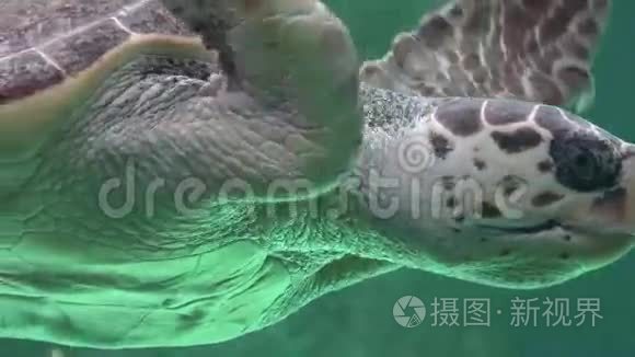 海洋生物和海洋动物视频