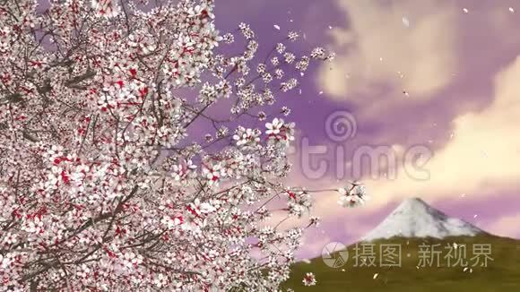 樱花树落花瓣及富士山视频