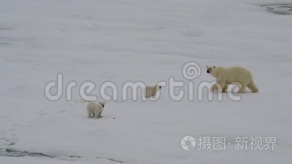 北极熊和两只幼崽