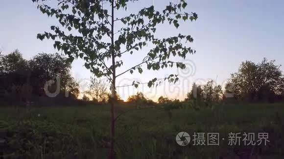 阳光照在林梢之间. 低角度跟踪全景。