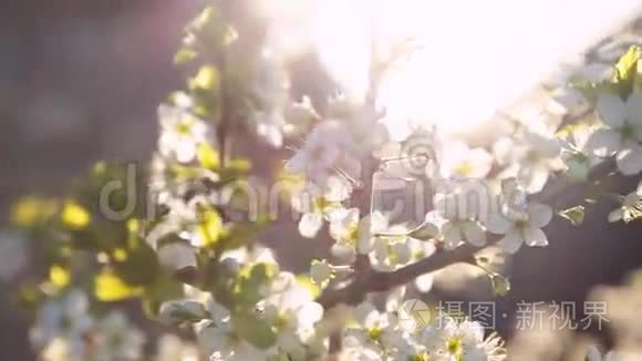 一棵盛开的树的枝条的春天背景视频