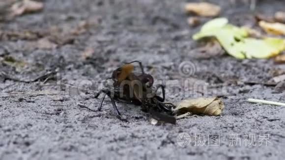 石甲虫鹿沿着地面猛击一只破碎的死甲虫