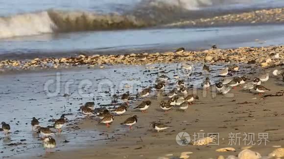 布列塔尼海岸上的水鸟视频